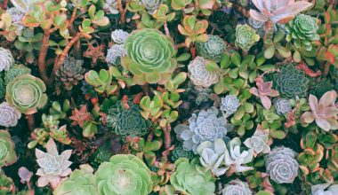 are succulents acid loving plants