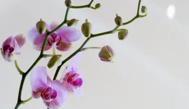 how to display orchids in a vase