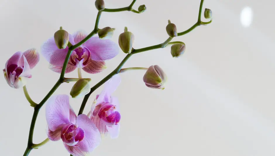 how to display orchids in a vase