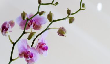 how many times do orchids bloom in a year