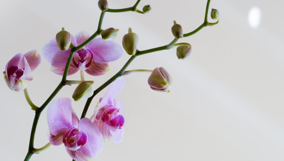 how many times do orchids bloom in a year