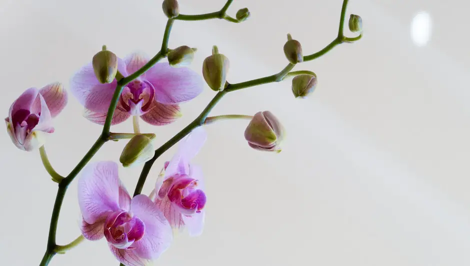 how many times do orchids bloom in a year