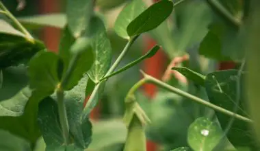 how do i grow garden peas