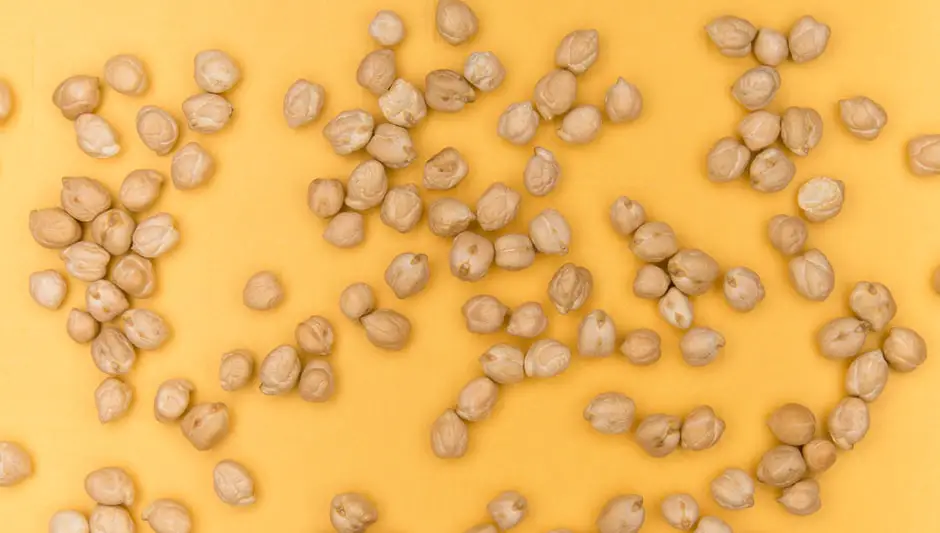 how to grow chickpeas indoors