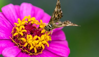 are painted daisies perennials