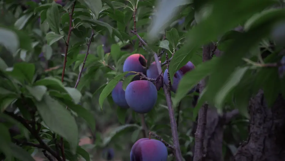 when to prune plum trees in southern california