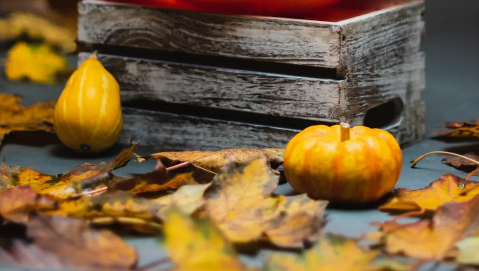 why do pumpkins have so many seeds