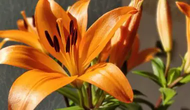 how to grow asiatic lilies from seed