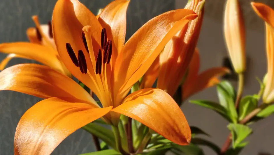 how to grow asiatic lilies from seed