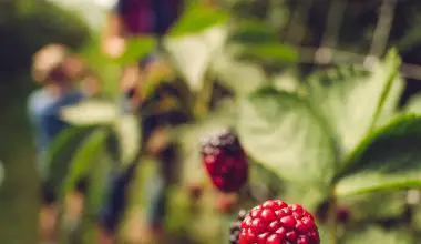 when should you prune blackberries
