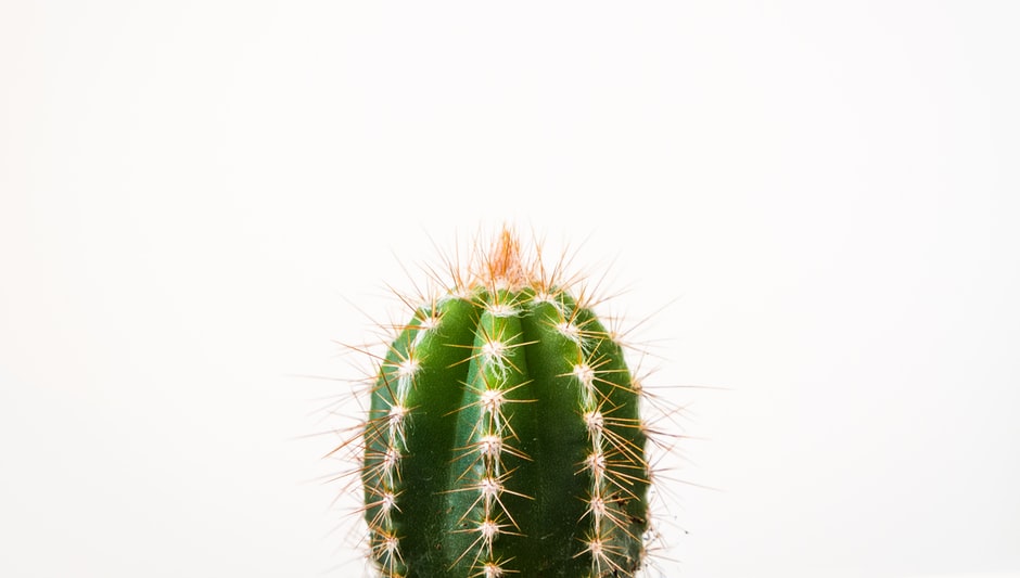 how long do saguaro cactus live