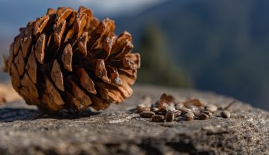 do squirrels eat pine cone seeds