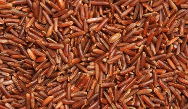 how to harvest wild rice in minnesota