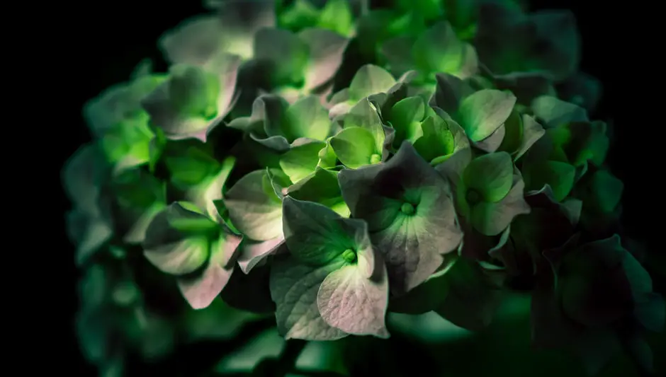 What Does It Mean When Hydrangea Leaves Curl Up?