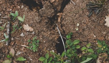 is humus and manure the same as compost