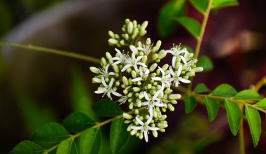 how to pick curry leaves from plant