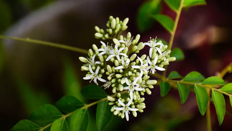 how to pick curry leaves from plant