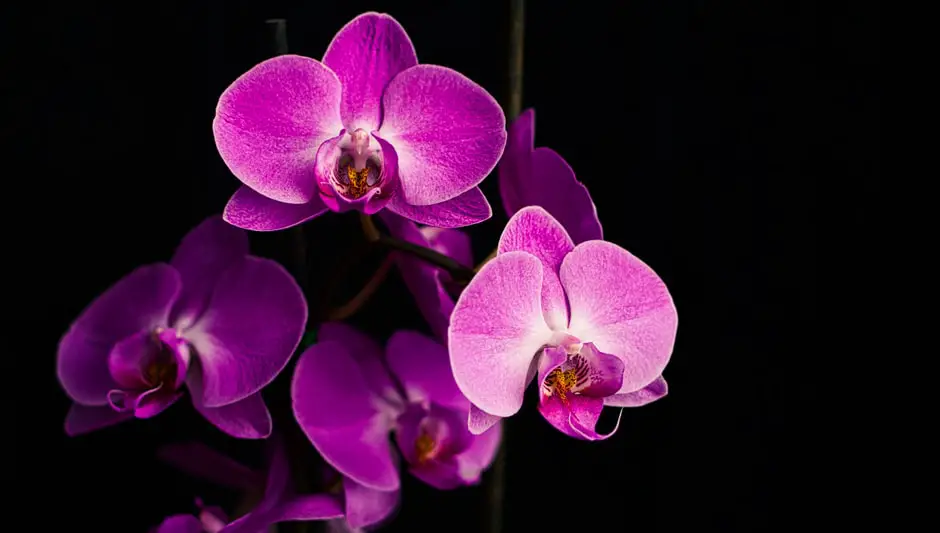 what flowers go well with orchids