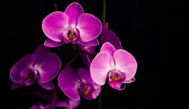 how to stake blooming orchids