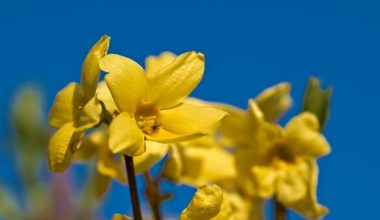 how to prune forsythia