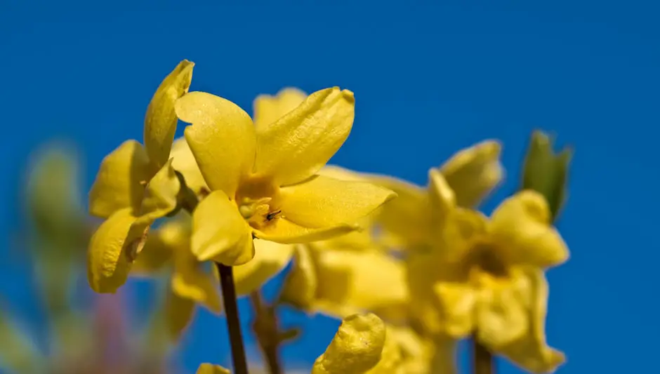 how to prune forsythia