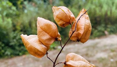 how tall do golden rain trees grow