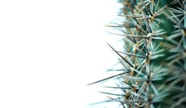 how to get cactus splinters out