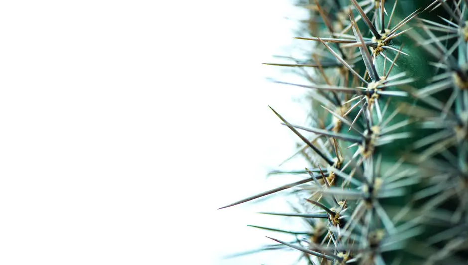 how to get cactus splinters out