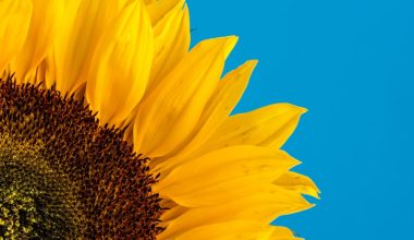 how to grow sunflowers from seeds