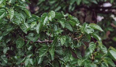 how to prune a dwarf mulberry tree