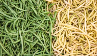when to harvest yellow beans