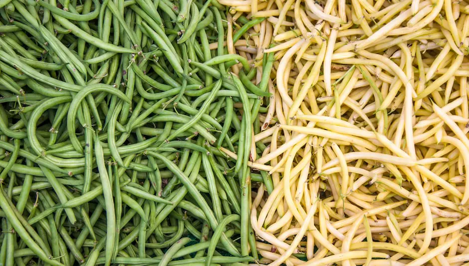 when to harvest yellow beans