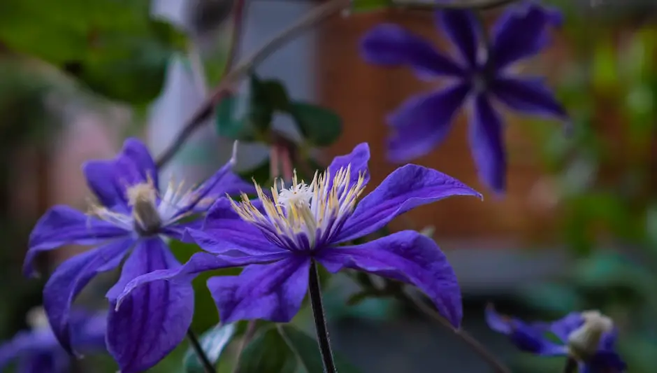 can clematis grow in shade