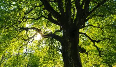 what are the fastest growing trees for privacy