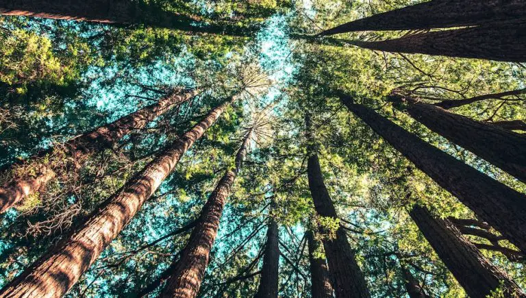 How Much Do Landscapers Charge To Plant A Tree how-much-do-landscapers-charge-to-plant-a-tree