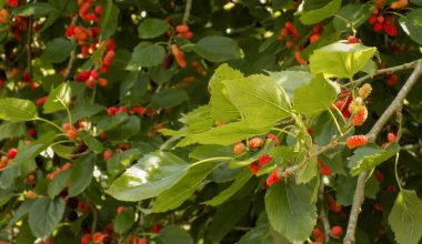 when to prune mulberry trees