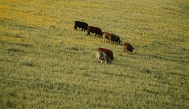 is grass poisonous to dogs