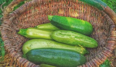 do butternut squash grow on vines