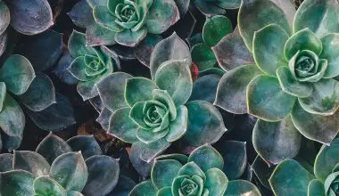 how often do you water succulents