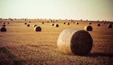 is pea straw a good mulch