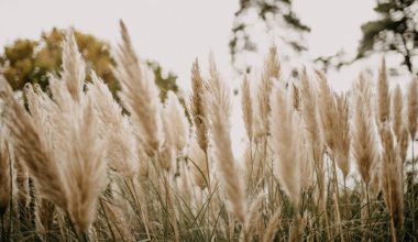 is pampas grass invasive