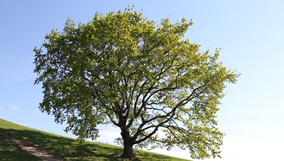 how tall are oak trees