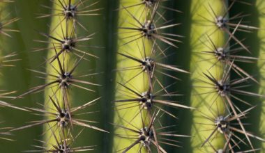 when do saguaro cactus bloom