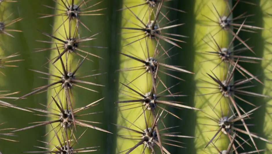 when do saguaro cactus bloom