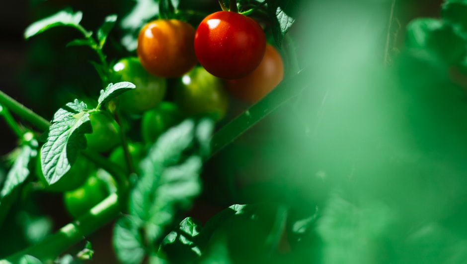 how long do tomato seeds take to germinate