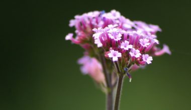 does verbena bonariensis self seed