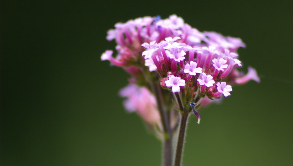 does verbena bonariensis self seed