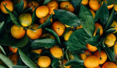 can i grow an orange tree indoors