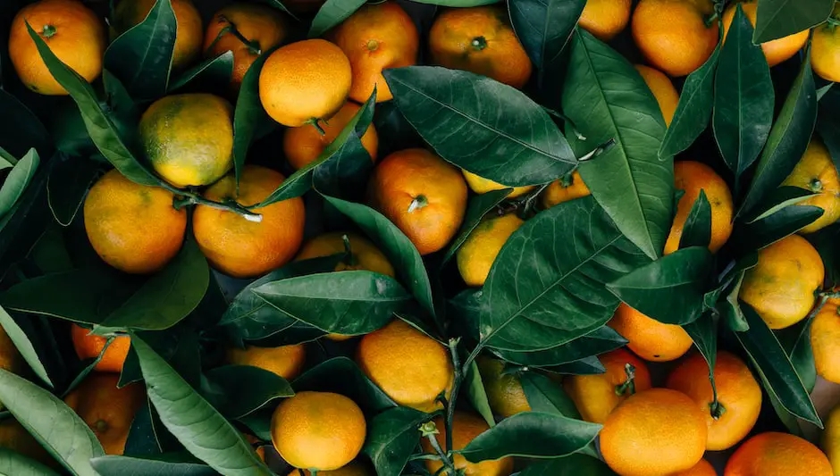 can i grow an orange tree indoors