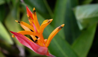 can heliconias grow indoors